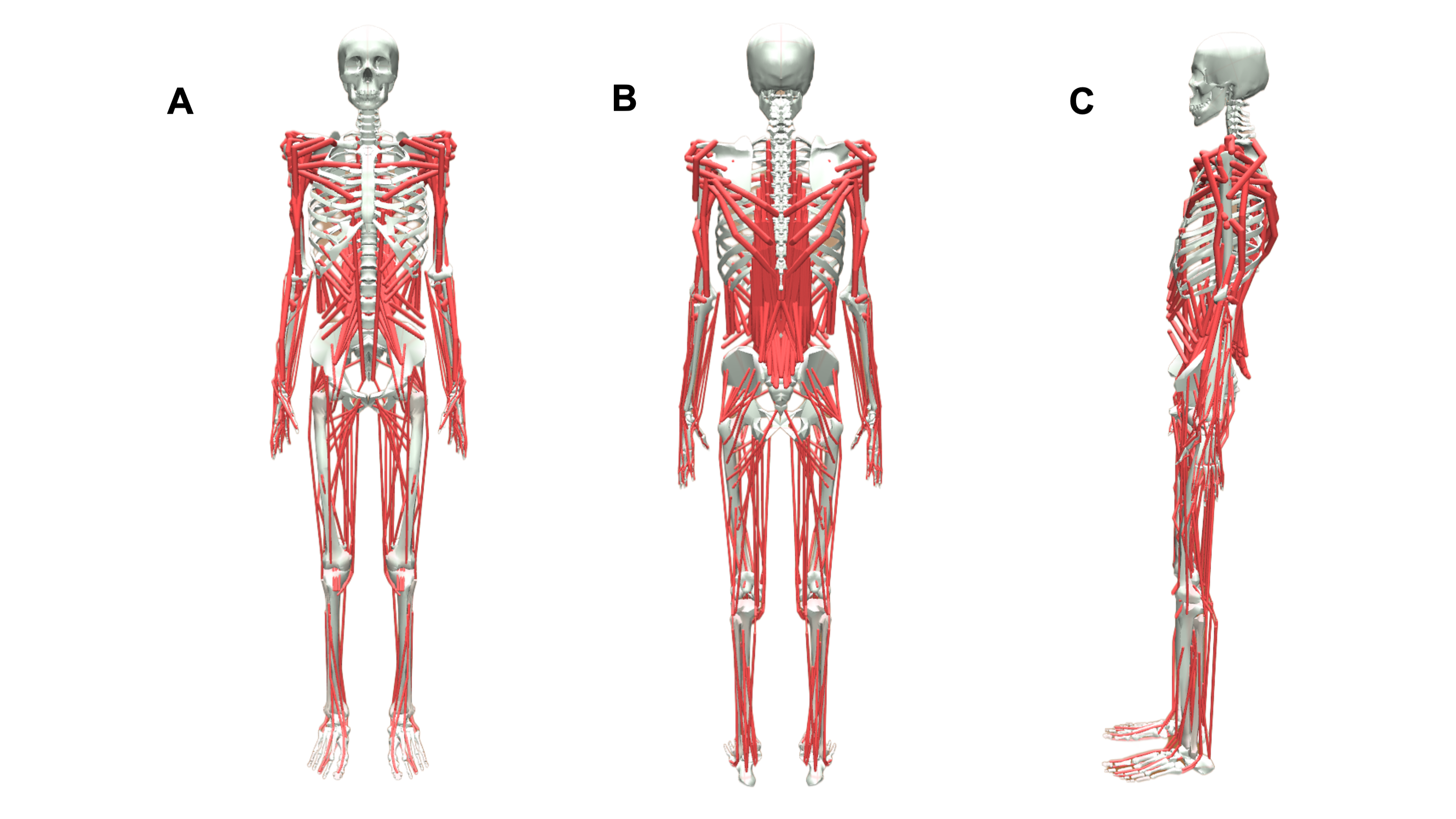 MyoFullBody model